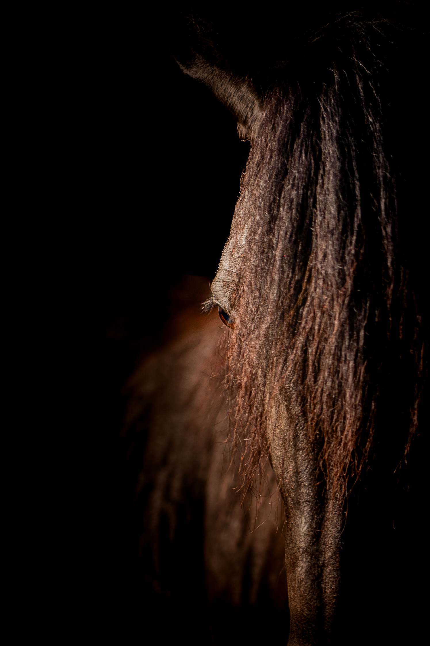 chevaux oeuvre d'art fond noir studio cheval paillette alsace lorraine grand est photographe professionnelle animalier beauté equestre équin horse photo bas rhin haut Rhin strasbourg nancy mulhouse colmar