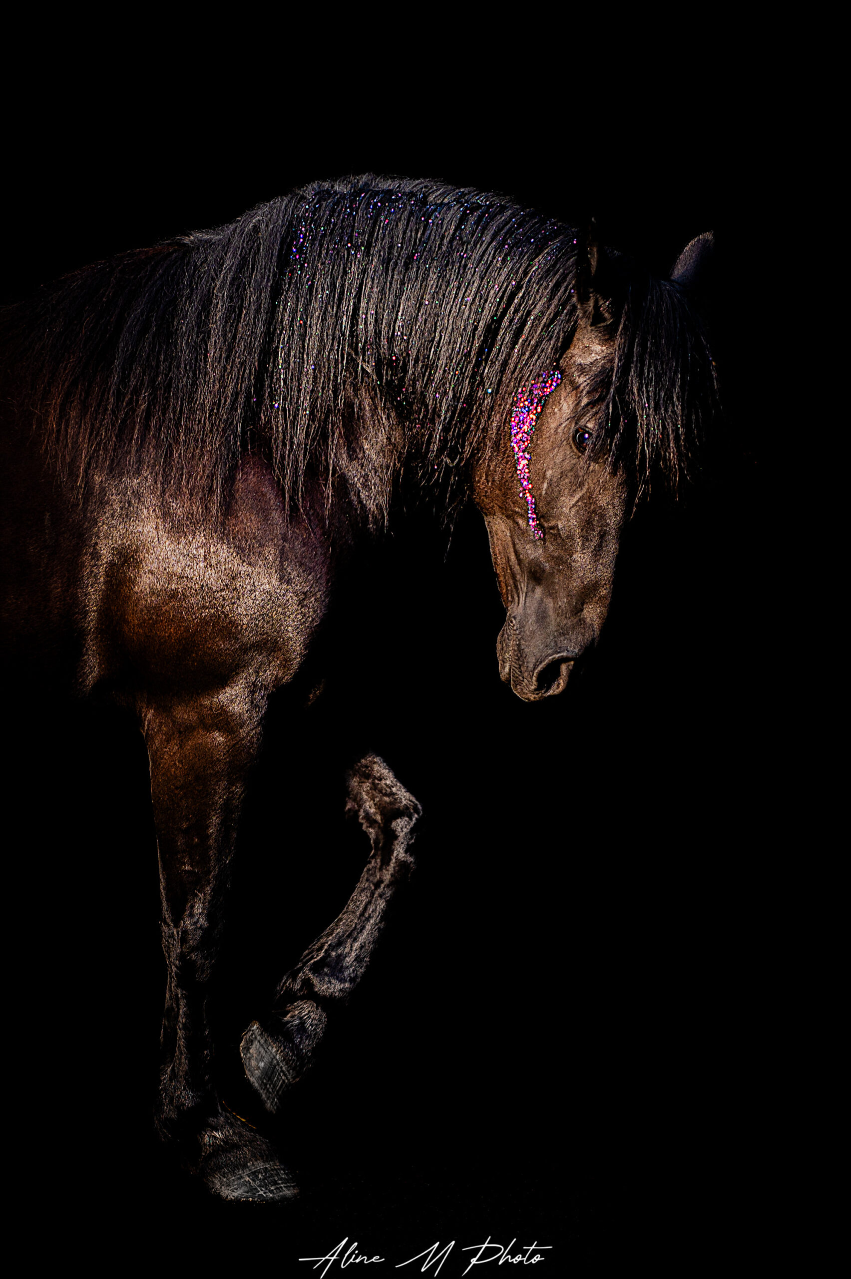 chevaux oeuvre d'art fond noir studio cheval paillette alsace lorraine grand est photographe professionnelle animalier beauté equestre équin horse photo bas rhin haut Rhin strasbourg