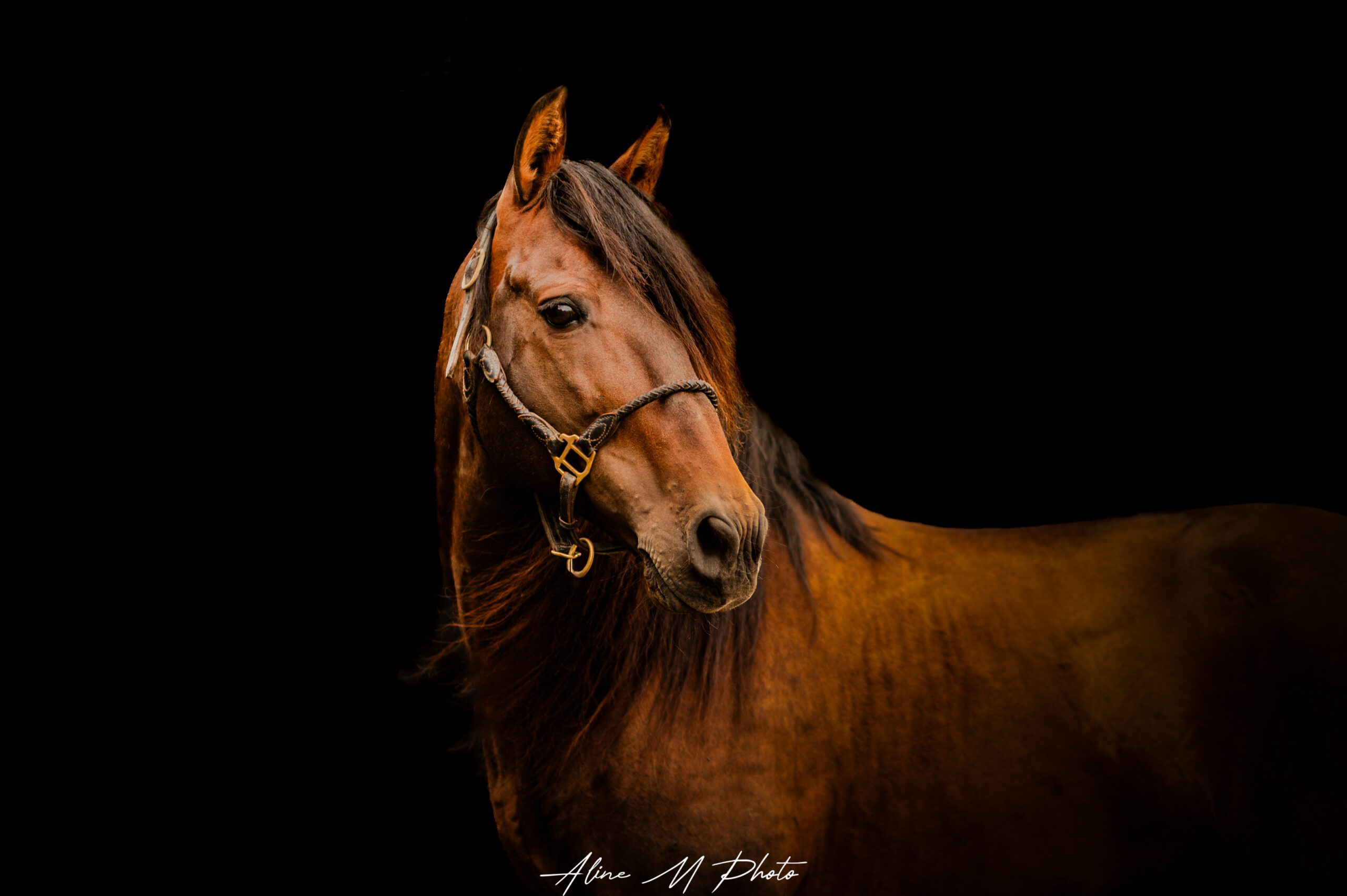 chevaux oeuvre d'art fond noir studio cheval paillette alsace lorraine grand est photographe professionnelle animalier beauté equestre équin horse