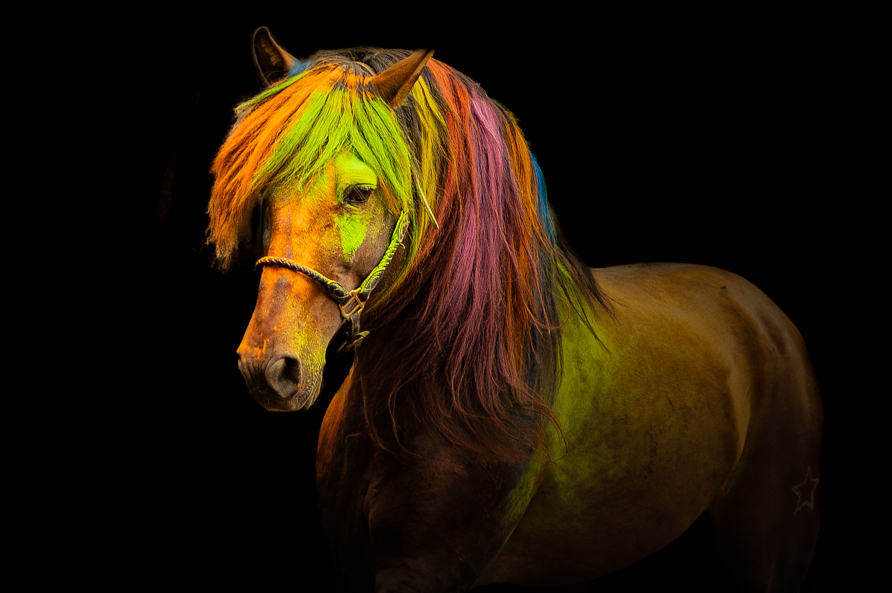 chevaux oeuvre d'art fond noir studio cheval paillette alsace lorraine grand est photographe professionnelle animalier beauté equestre poudre colorée