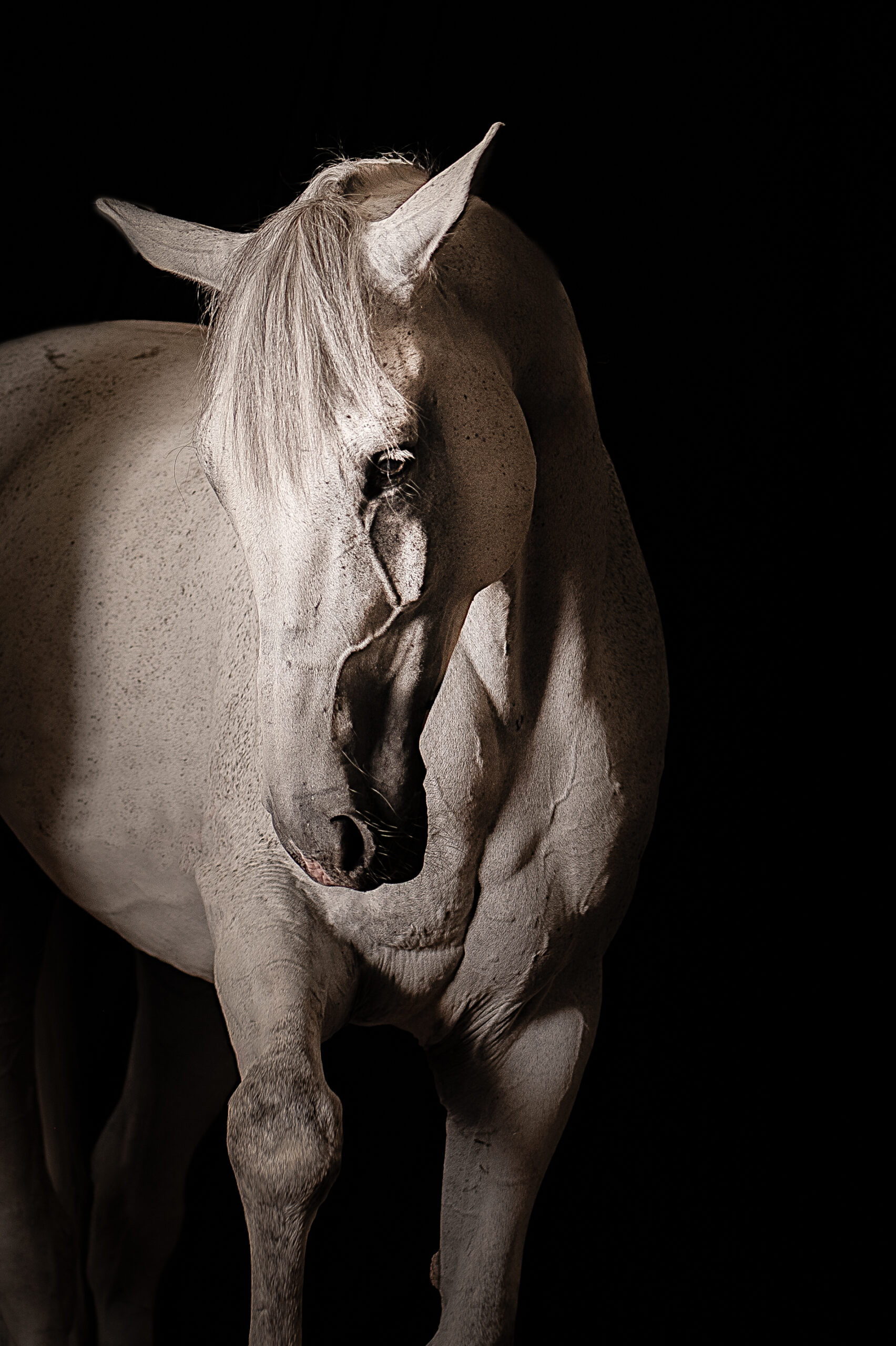 chevaux oeuvre d'art fond noir studio cheval paillette alsace lorraine grand est photographe professionnelle animalier beauté equestre