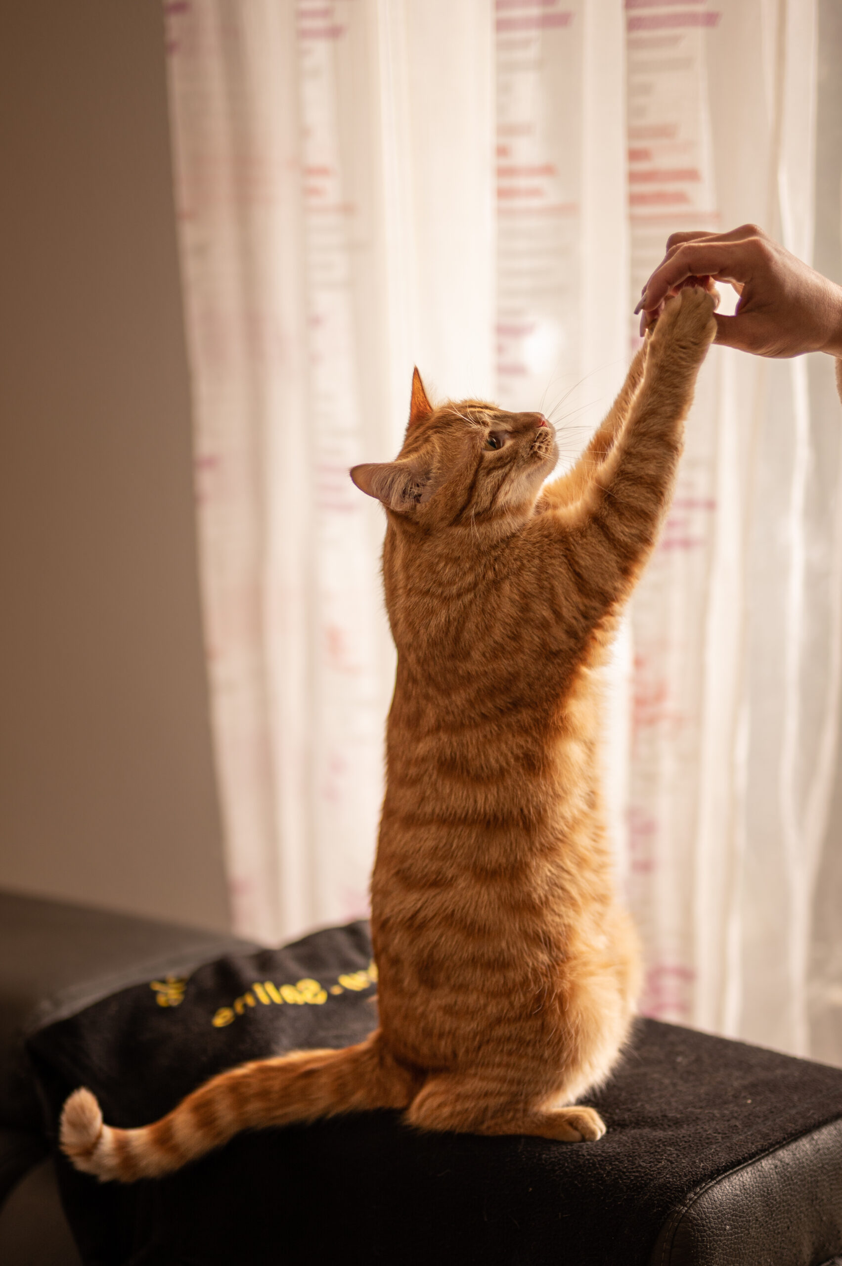 photo chat chaton photographe professionnelle animalier grand est alsace lorraine