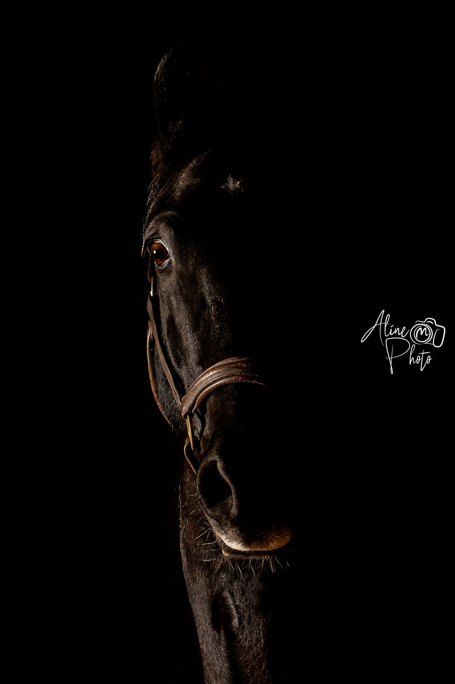 chevaux oeuvre d'art fond noir studio cheval paillette alsace lorraine grand est photographe professionnelle animalier beauté