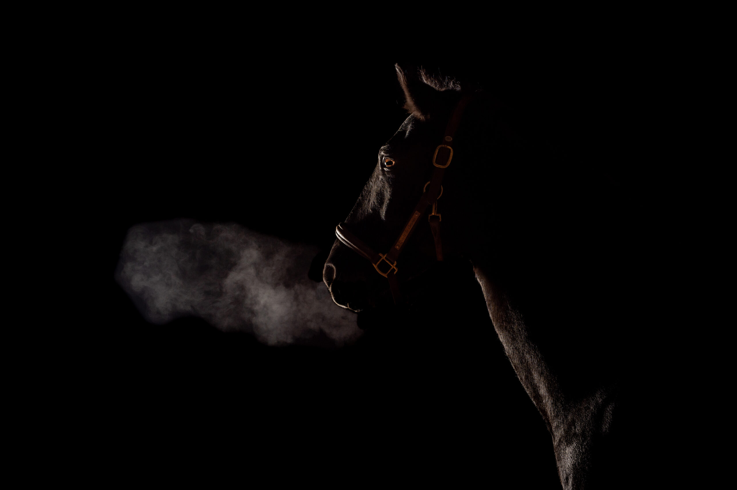 chevaux oeuvre d'art fond noir studio cheval paillette alsace lorraine grand est photographe professionnelle animalier