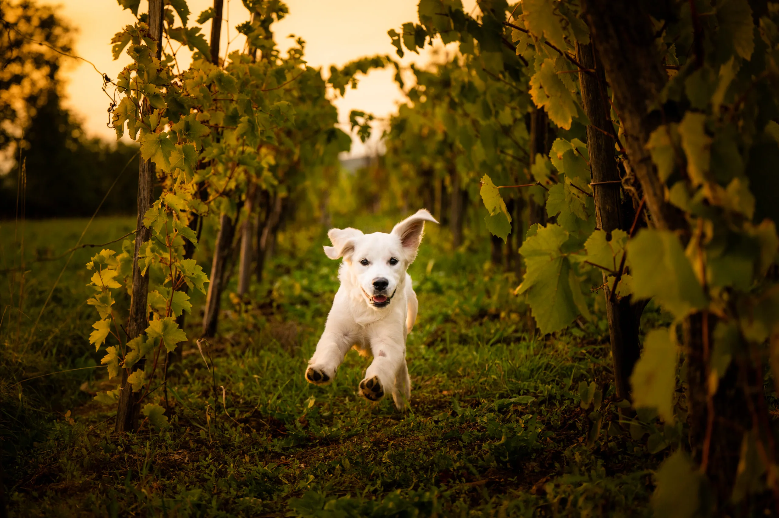 photo chat chaton chien chiot photographe professionnelle animalier grand est alsace lorraine bas rhin haut rhin strasbourg saverne nancy metz sarrebourg