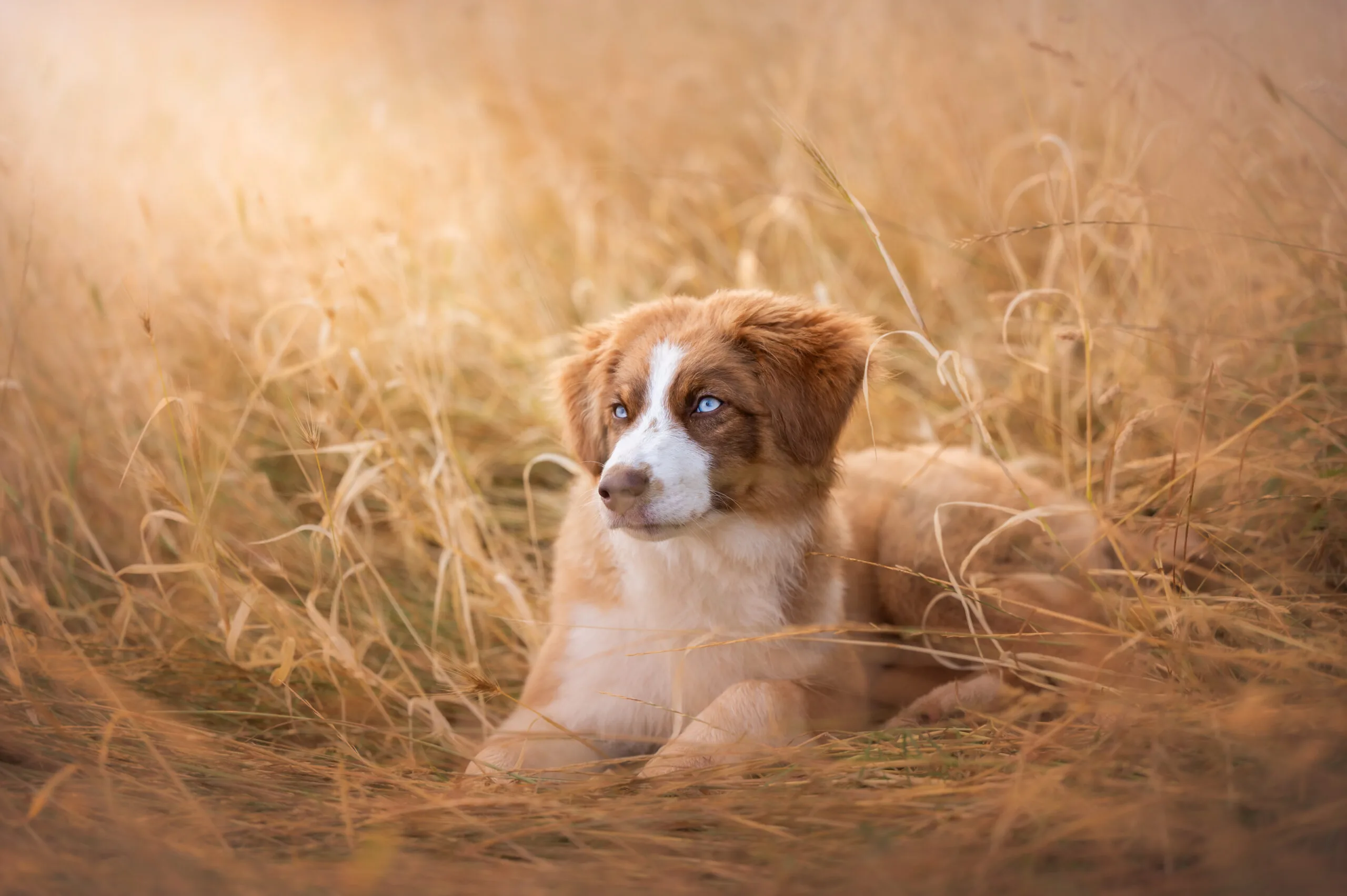 photo chat chaton chien chiot photographe professionnelle animalier grand est alsace lorraine bas rhin haut rhin strasbourg saverne nancy