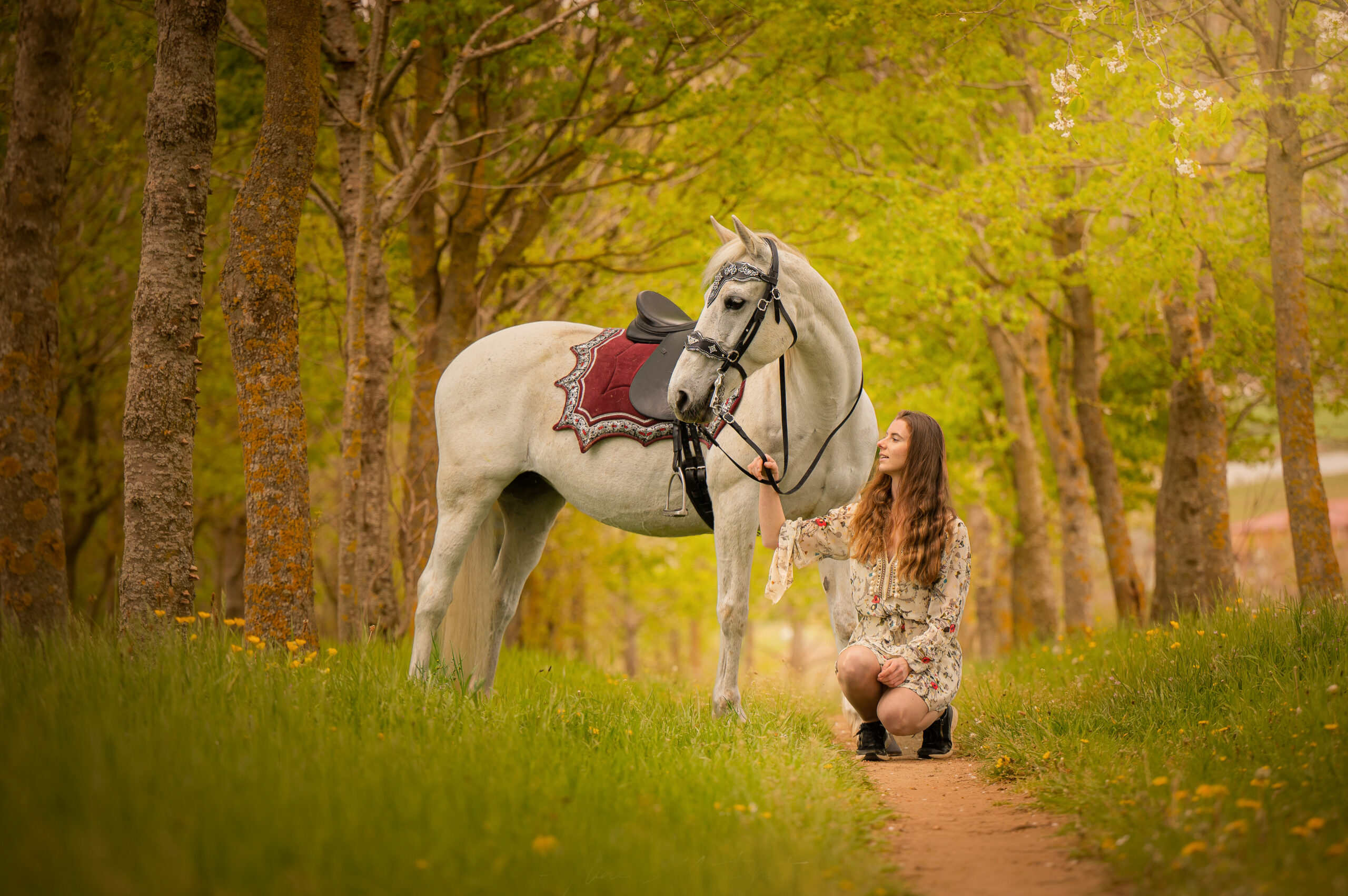 chevaux cheval photographe photo