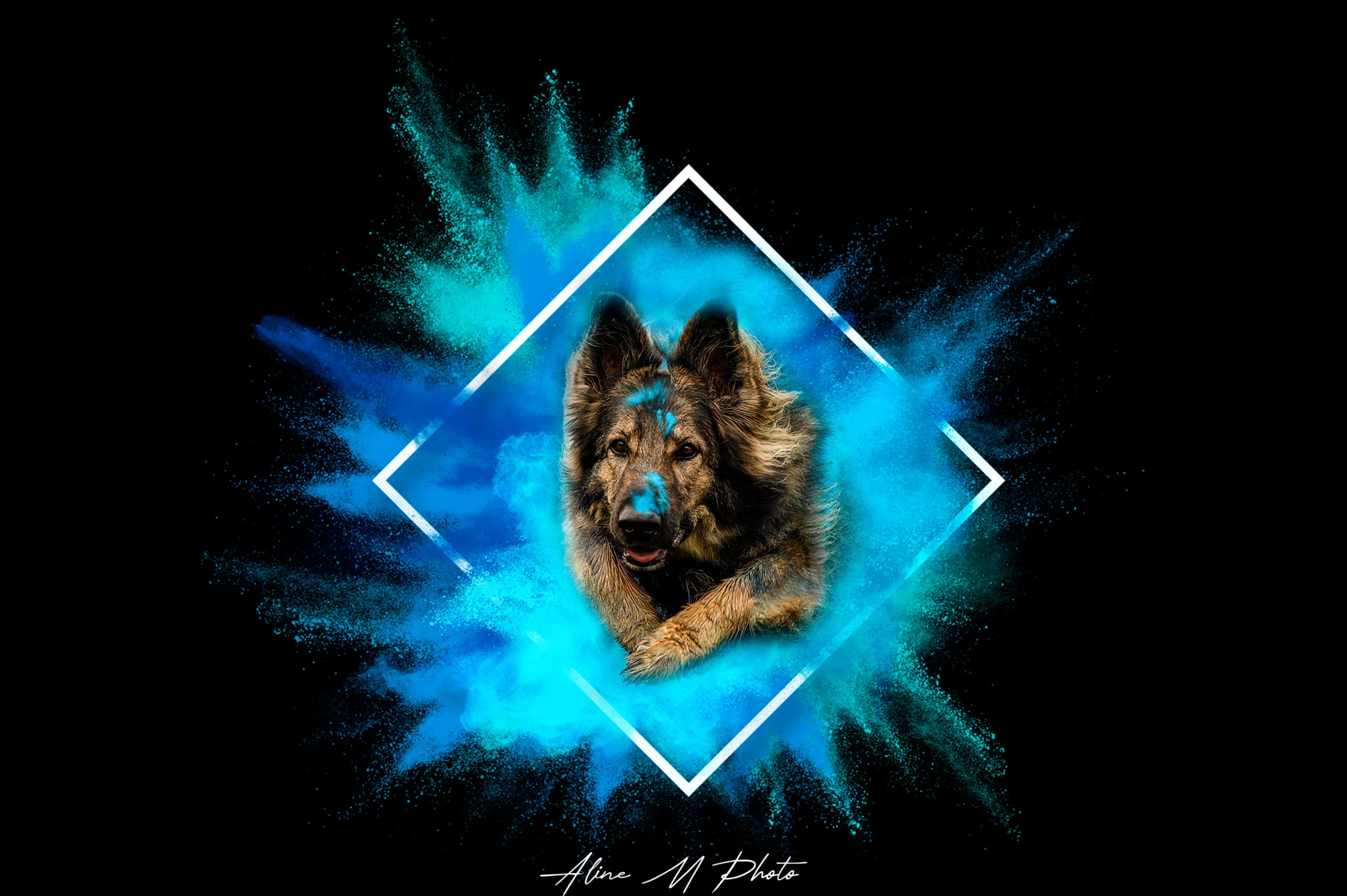photo chat chaton chien chiot photographe professionnelle animalier grand est alsace lorraine bas rhin haut rhin strasbourg saverne nancy metz sarrebourg selestat colmar mulhouse miroir reflet mouvement famille cascade portrait poudre colorée tableau