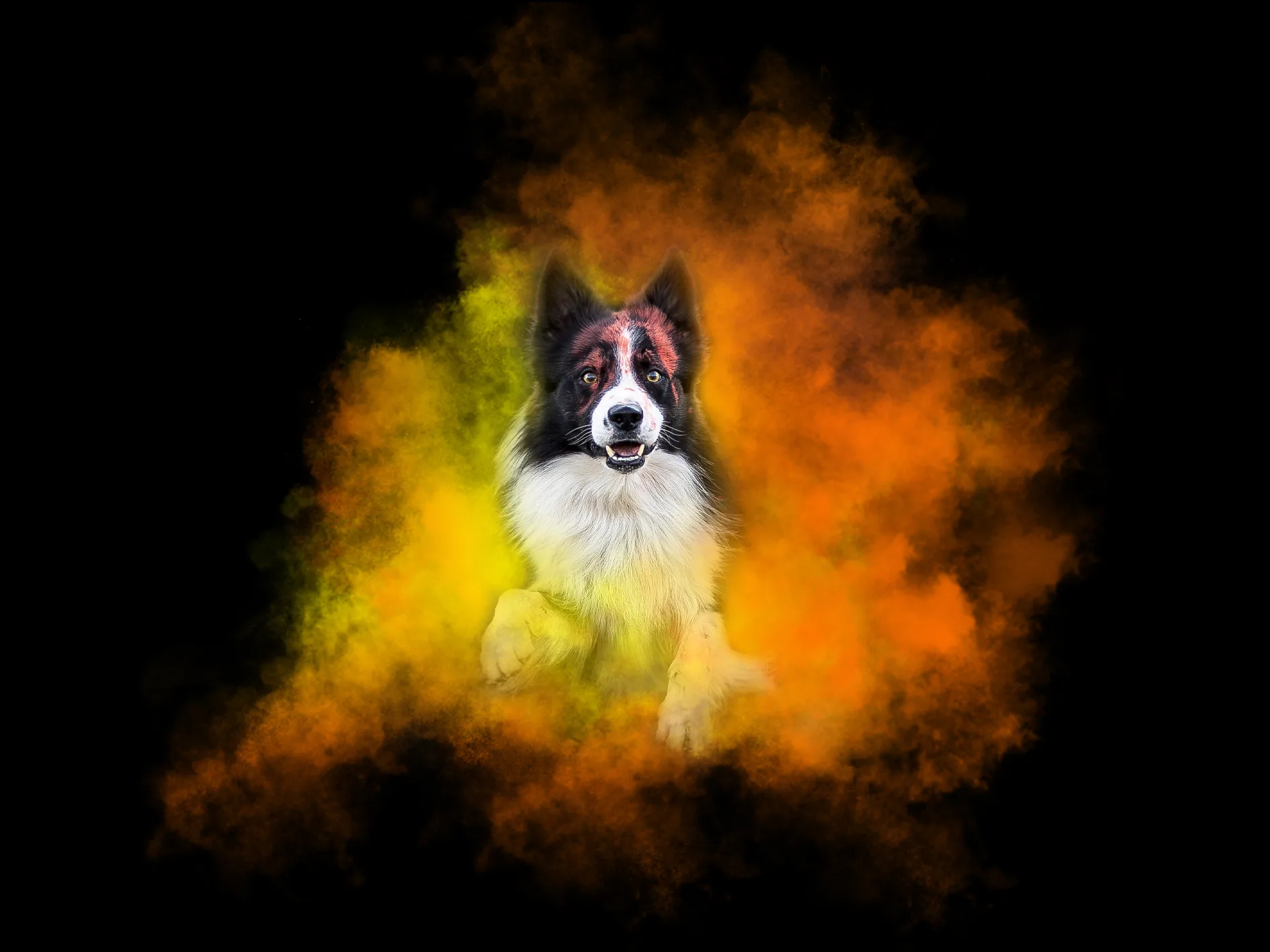 photo chat chaton chien chiot photographe professionnelle animalier grand est alsace lorraine bas rhin haut rhin strasbourg saverne nancy metz sarrebourg selestat colmar mulhouse miroir reflet mouvement famille cascade portrait contrejour poudre