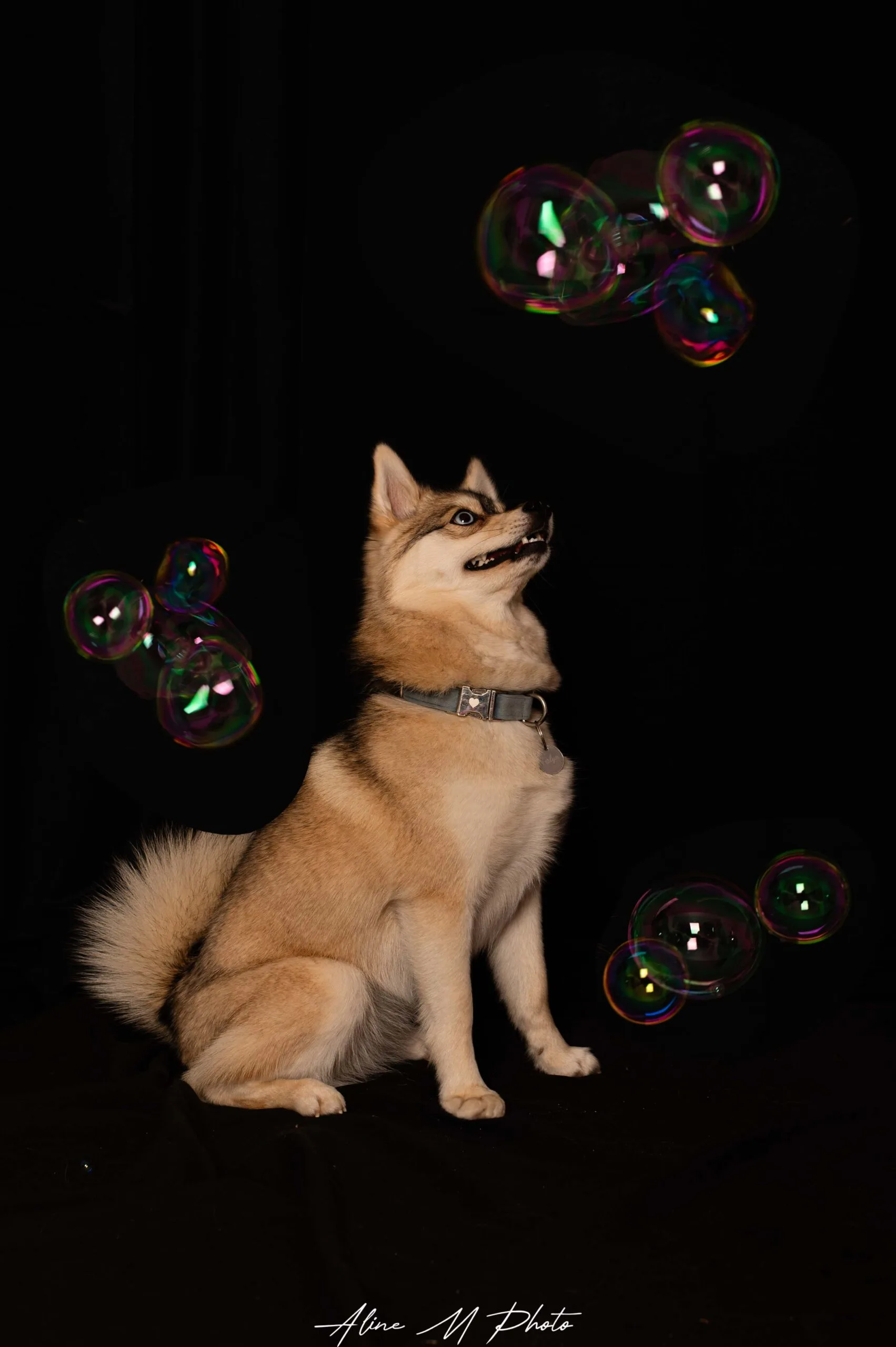 DSC_7095-Modifier photo photographie chien alsace lorraine saverne strasbourg bulle savon