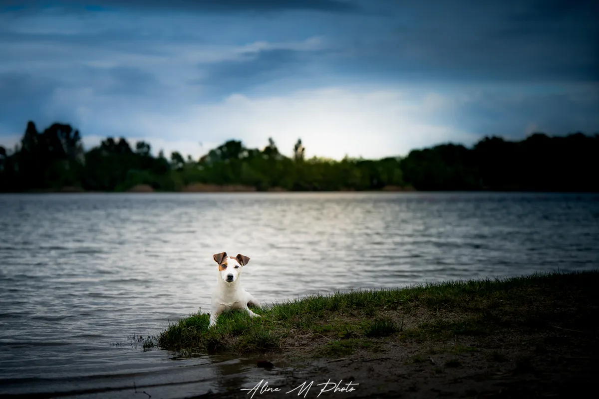 DSC_0038 photo photographie chien alsace lorraine saverne strasbourg bulle savon extérieur naturel fleur studio fond noir enfant chiot nancy metz portrait yeux montagne lac neige dehors nature poudre couleur craie powder Marmoutier lac mer retouche art