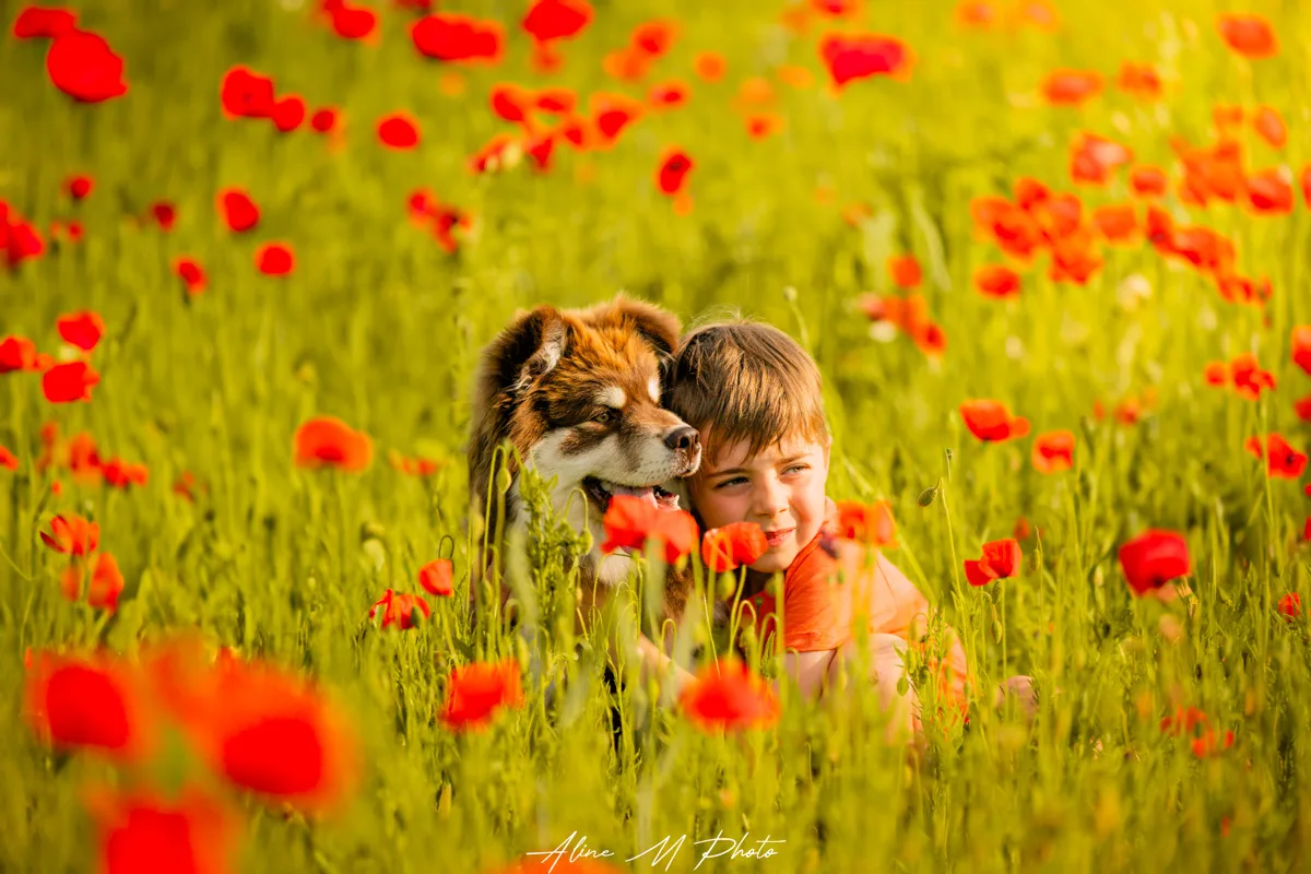DSC_0042-Modifier photo photographie chien alsace lorraine saverne strasbourg bulle savon extérieur naturel fleur studio fond noir enfant chiot nancy metz portrait yeux montagne lac neige dehors nature poudre couleur craie powder Marmoutier lac mer retouche art coquelicots colza