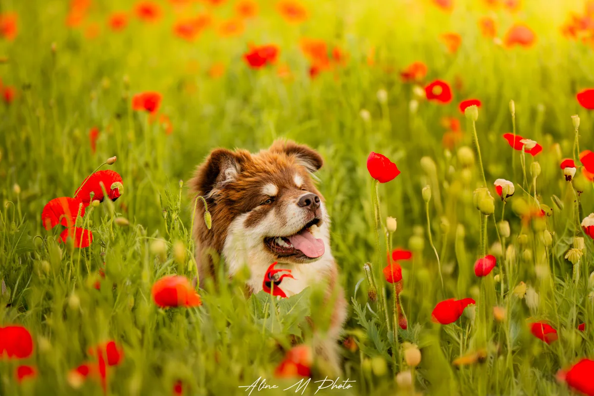DSC_0246-Modifier photo photographie chien alsace lorraine saverne strasbourg bulle savon extérieur naturel fleur studio fond noir enfant chiot nancy metz portrait yeux montagne lac neige dehors nature poudre couleur craie powder Marmoutier lac mer retouche art coquelicots colza rose bouton d'or foret champ
