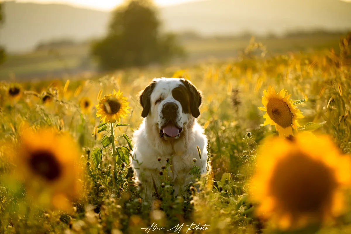 DSC_0039-Modifier
