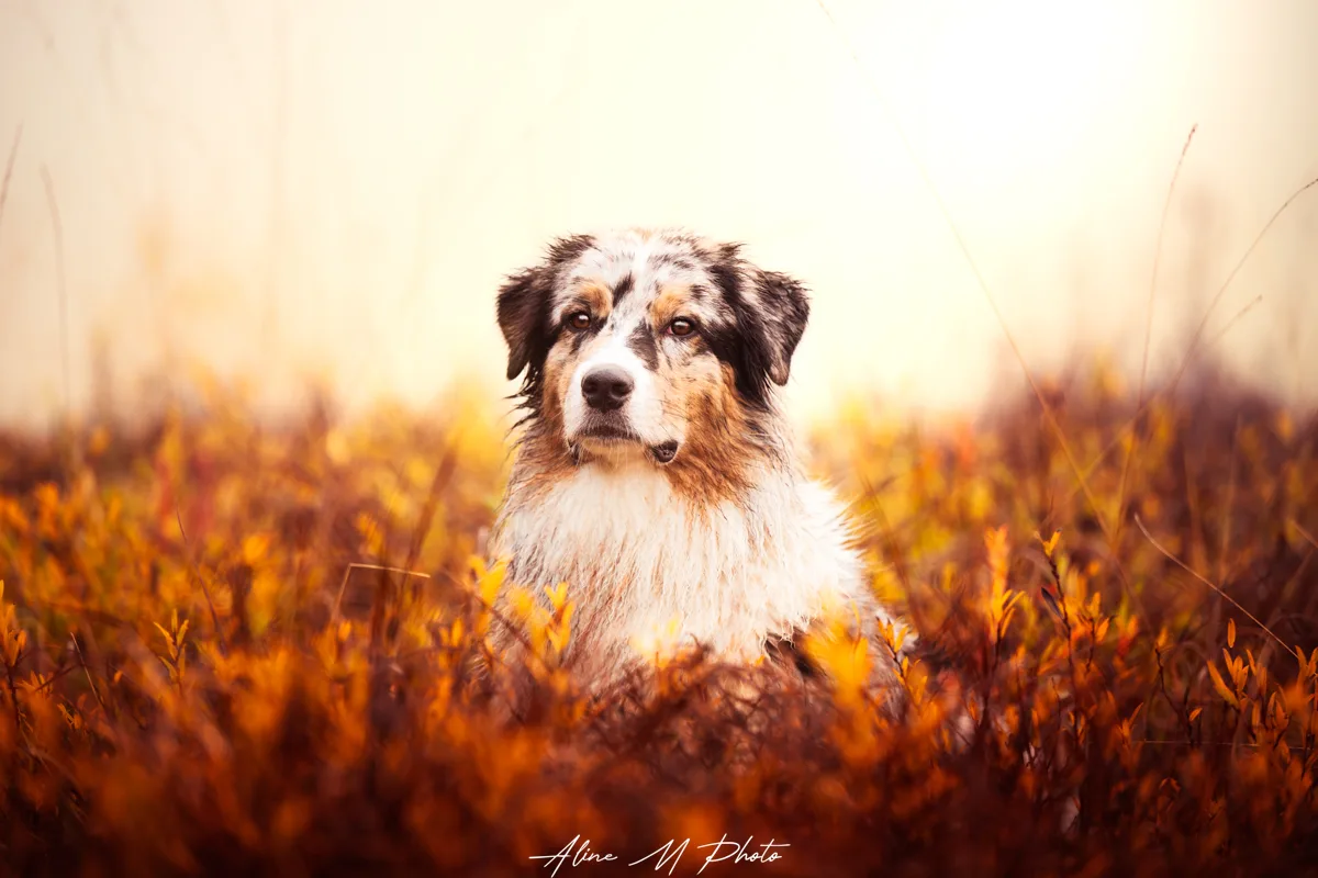 DSC_0544-Avec accentuation-Bruit-Modifier