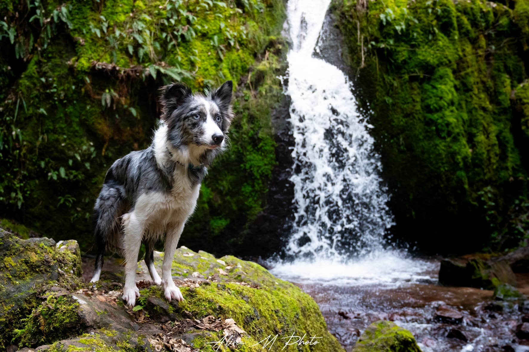 photographe-alsace-chien-cascade-aline-roy-alinemphoto